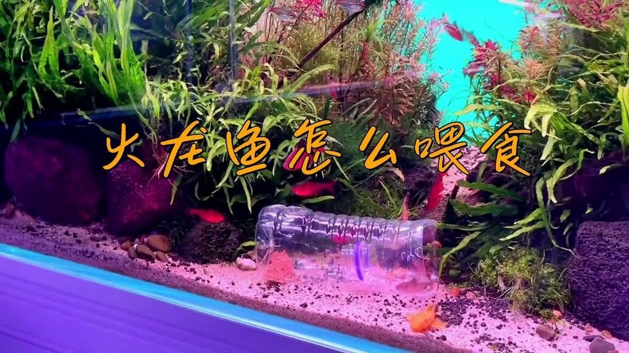小火龍魚吃什么食物？