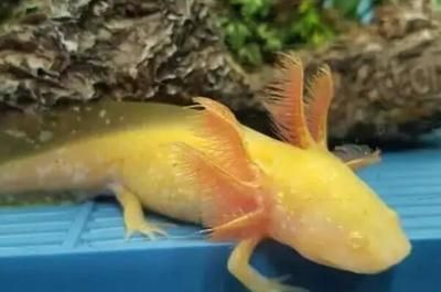 六角恐龍魚水溫多少度合適，六角恐龍魚最適合的水溫范圍是22-28攝氏度