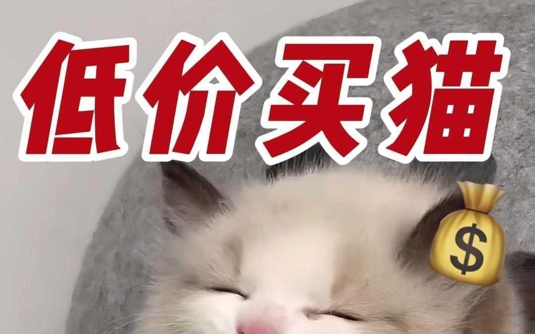 買小貓1元一只