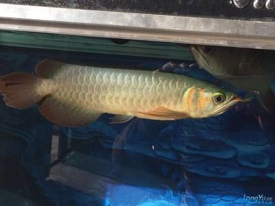 怎樣看綠皮辣椒紅龍魚(yú)(綠皮辣椒紅龍魚(yú)) 龍魚(yú)百科 第1張 怎樣看綠皮辣椒紅龍魚(yú)(綠皮辣椒紅龍魚(yú)) 怎樣看綠皮辣椒紅龍魚(yú)(綠皮辣椒紅龍魚(yú)) 龍魚(yú)百科 第1張