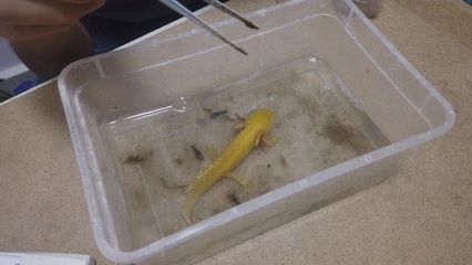 六角恐龍魚喂活魚：六角恐龍魚以活魚為食，飼養(yǎng)者需要注意避免過度擁擠