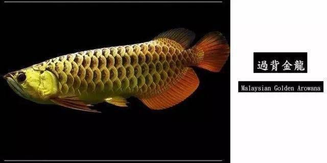龍魚鑒別特征是什么，紅龍魚與金龍魚的區別 龍魚鑒別特征是什么，紅龍魚與金龍魚的區別 龍魚百科 第3張