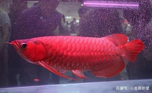 龍魚鑒別特征是什么，紅龍魚與金龍魚的區別 龍魚鑒別特征是什么，紅龍魚與金龍魚的區別 龍魚百科 第4張