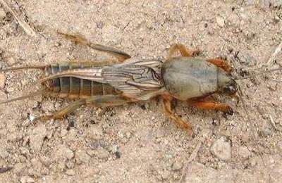 喂龍魚的蟲子是什么蟲：喂龍魚的蟲子是什么蟲子喂養注意事項 喂龍魚的蟲子是什么蟲：喂龍魚的蟲子是什么蟲子喂養注意事項 龍魚百科 第3張