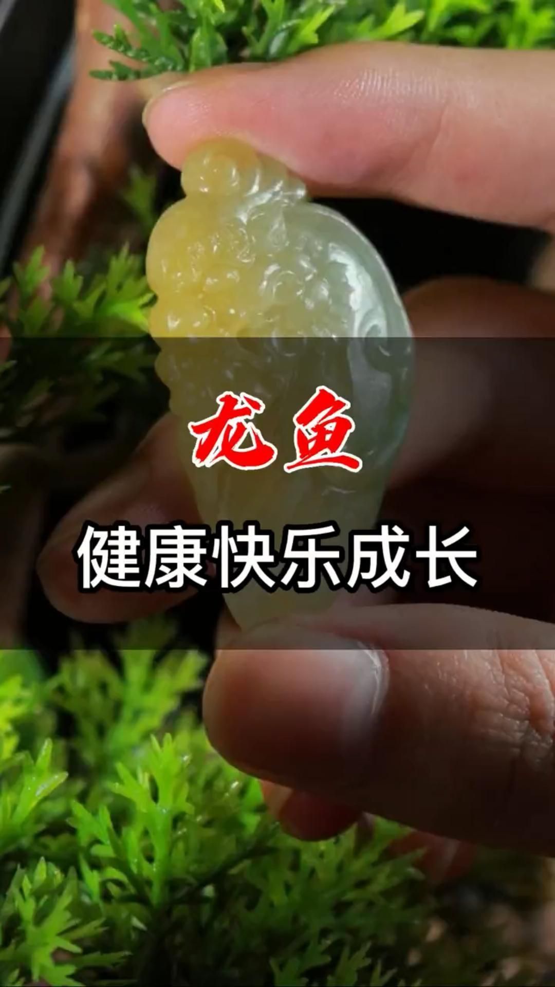 龍魚翡翠 龍魚百科 第3張 龍魚翡翠 龍魚翡翠 龍魚百科 第3張