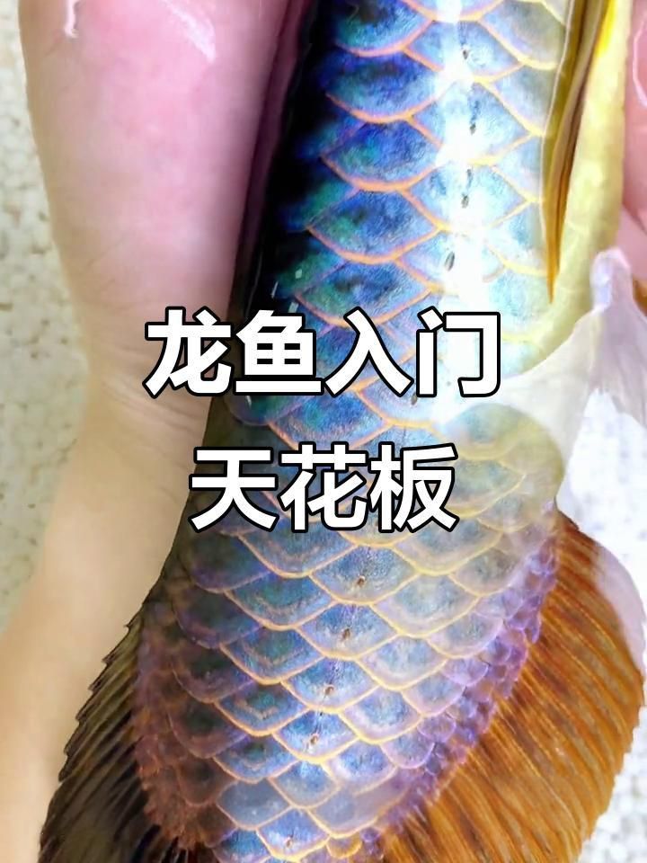 龍魚翡翠 龍魚百科 第7張 龍魚翡翠 龍魚翡翠 龍魚百科 第7張