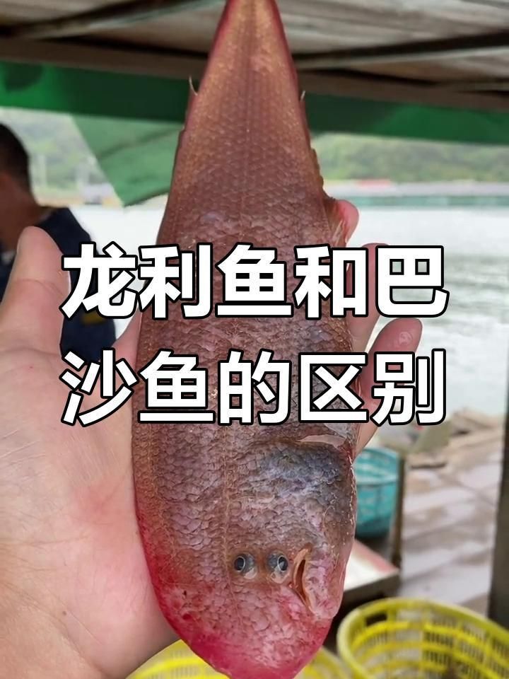 龍利魚和巴沙魚區分