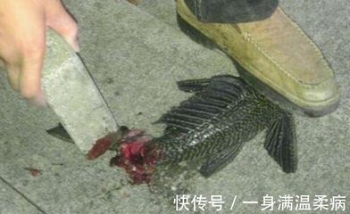 龍魚把清道夫吃了會死嗎【龍魚吃清道夫會死嗎？】 龍魚把清道夫吃了會死嗎【龍魚吃清道夫會死嗎？】 龍魚百科 第4張