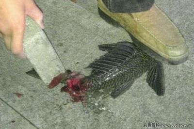 龍魚把清道夫吃了會死嗎【龍魚吃清道夫會死嗎？】 龍魚把清道夫吃了會死嗎【龍魚吃清道夫會死嗎？】 龍魚百科 第3張