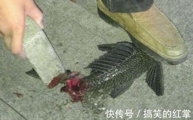 龍魚把清道夫吃了會死嗎【龍魚吃清道夫會死嗎？】 龍魚把清道夫吃了會死嗎【龍魚吃清道夫會死嗎？】 龍魚百科 第5張