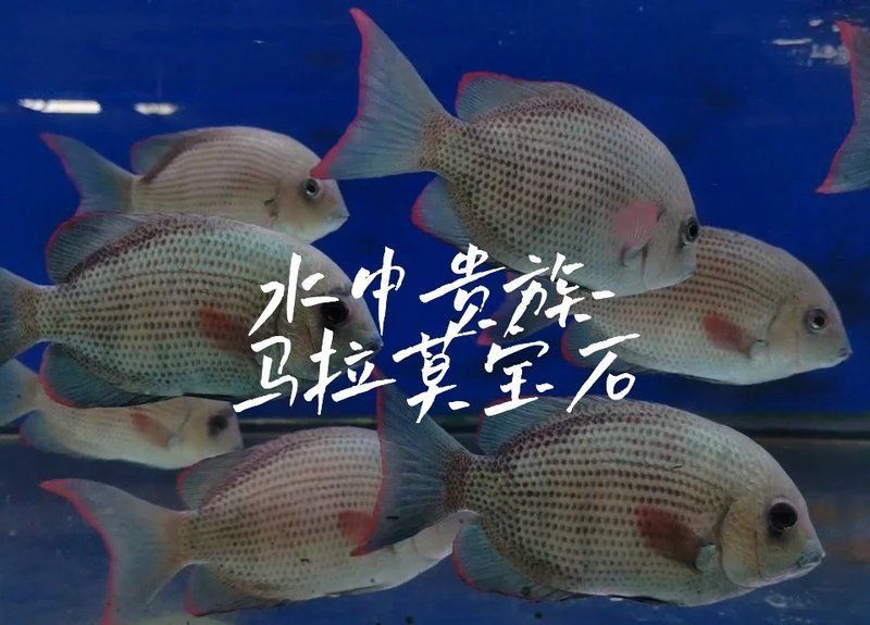 馬拉莫寶石混養(yǎng)禁忌