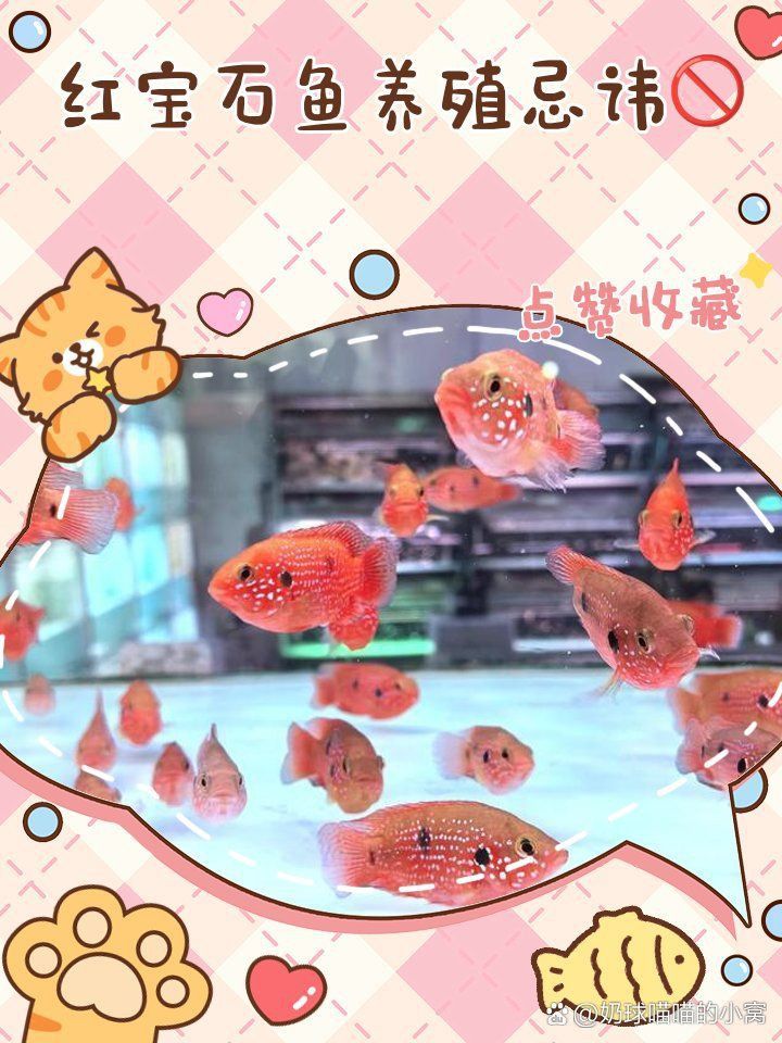 馬拉莫寶石混養(yǎng)禁忌