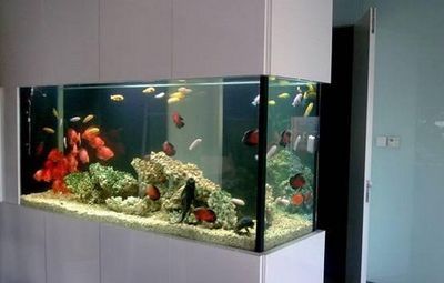 龍魚小缸能養嗎風水好嗎：小缸養龍魚，龍魚小缸能養嗎風水好嗎