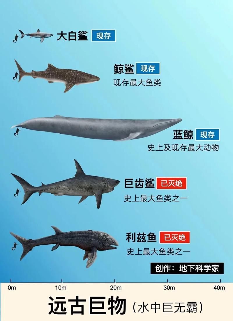 鯨魚鯊魚區(qū)別圖片對(duì)比