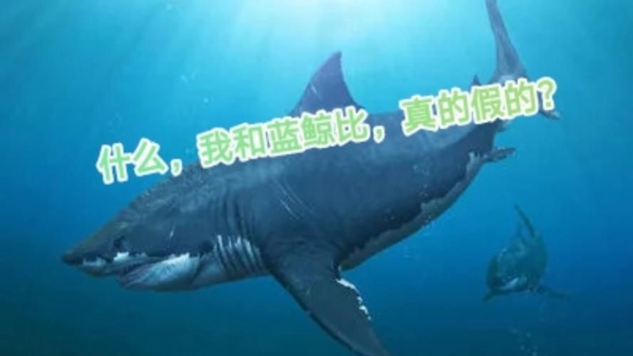 鯨魚鯊魚區(qū)別圖片對(duì)比