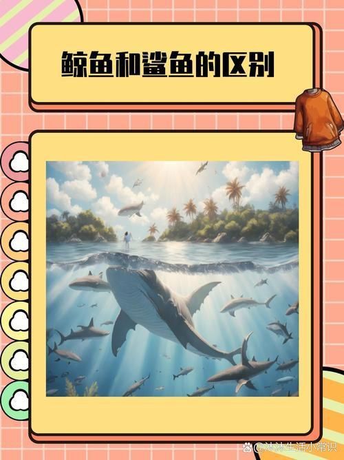 鯨魚鯊魚區(qū)別圖片對比