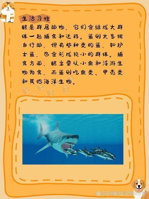 鯨魚鯊魚區(qū)別圖片對(duì)比
