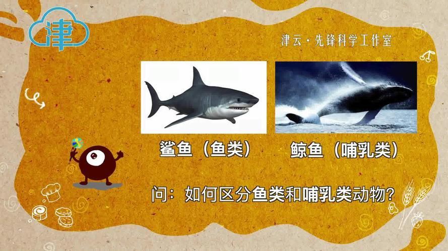 鯨魚鯊魚區(qū)別圖片對(duì)比