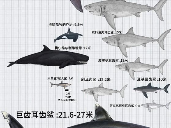 鯨魚鯊魚區(qū)別圖片對(duì)比