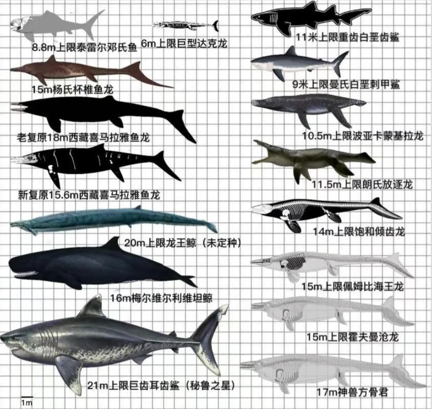 鯨魚鯊魚區(qū)別圖片對(duì)比