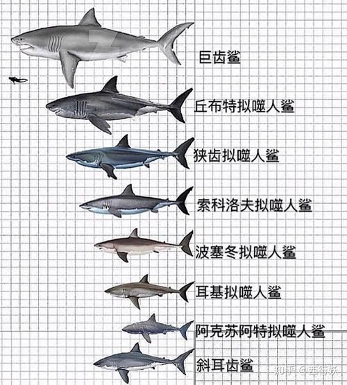 鯨魚鯊魚區(qū)別圖片對(duì)比