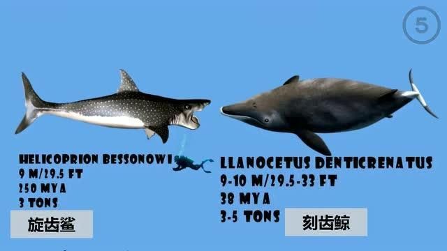 鯨魚鯊魚區(qū)別圖片對(duì)比