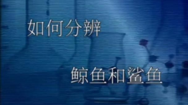 鯨魚鯊魚區(qū)別圖片對(duì)比