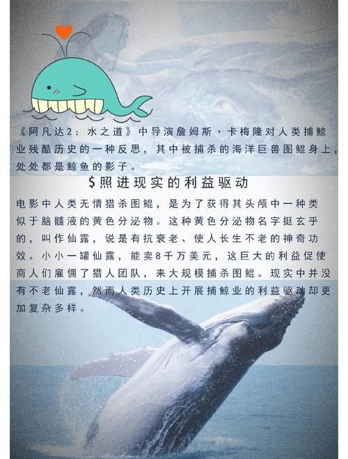 鯨魚鯊魚區(qū)別圖片對(duì)比