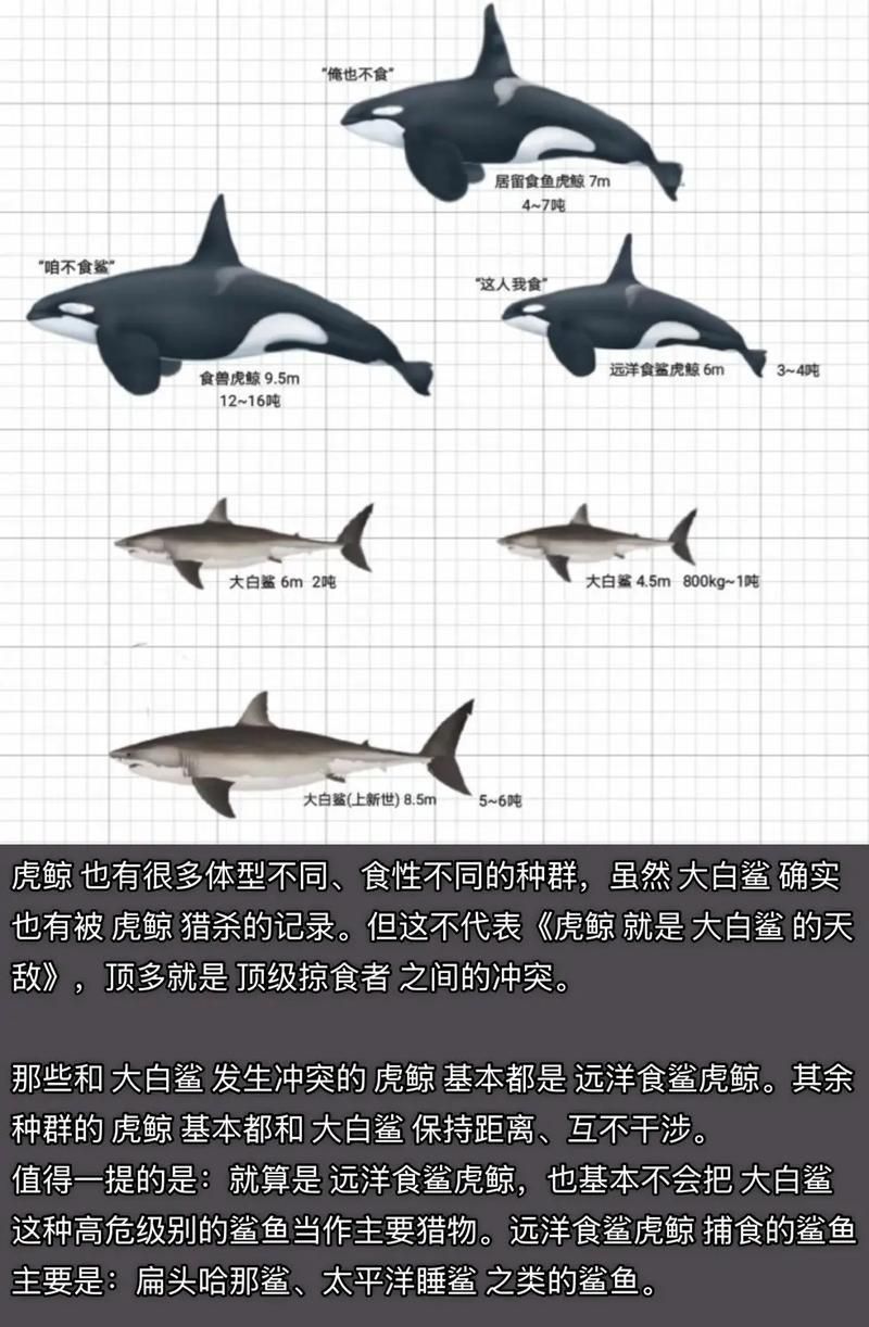 鯨魚鯊魚區(qū)別圖片對(duì)比