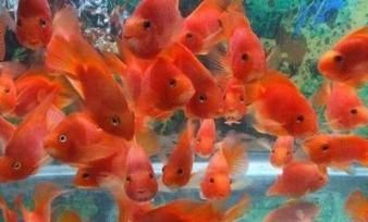 金龍魚和發財魚可以混合養嗎：金龍魚和發財魚可以混合養嗎？