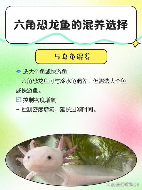 有沒有推薦的六角恐龍飼料品牌？