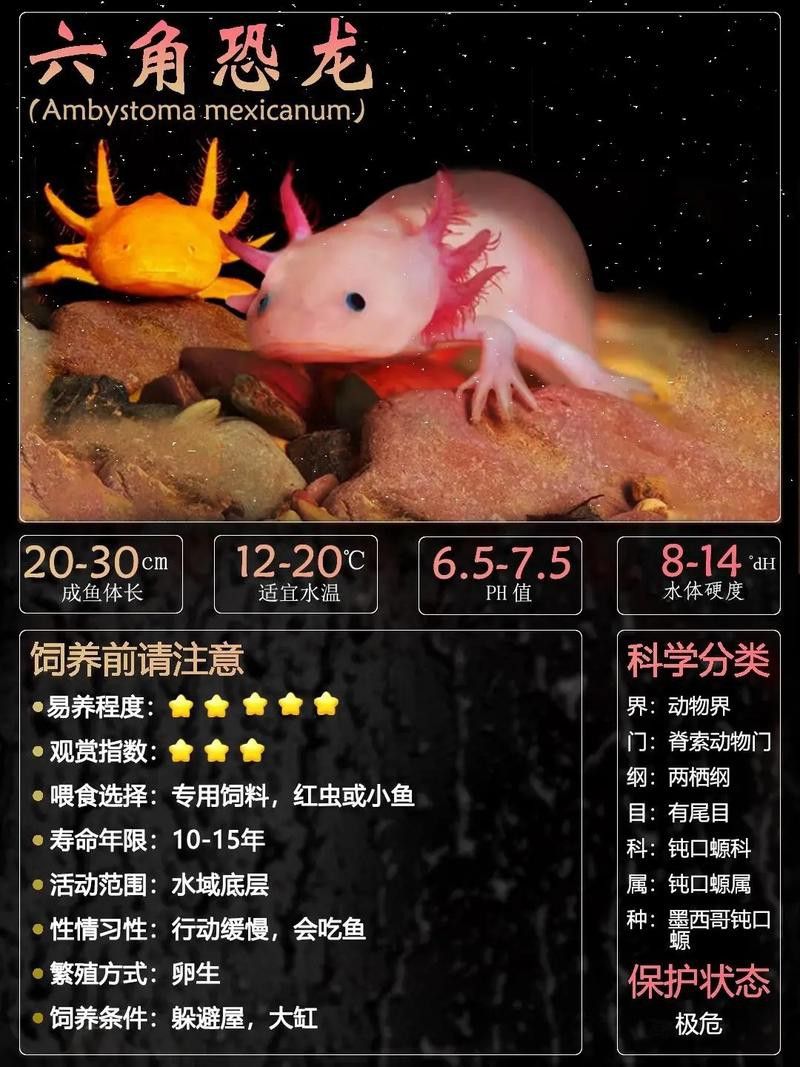 有沒有推薦的六角恐龍飼料品牌？