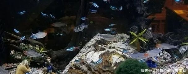 龍魚會(huì)吃鼠魚嗎：龍魚與鼠魚混養(yǎng)注意事項(xiàng)