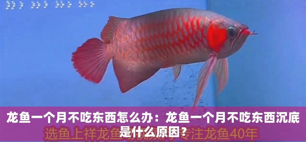 龍魚一個月不吃東西怎么辦：龍魚一個月不吃東西沉底是什么原因？ 龍魚一個月不吃東西怎么辦：龍魚一個月不吃東西沉底是什么原因？ 龍魚百科 第1張