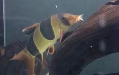 三間鼠魚混養(yǎng)搭配建議：在水族箱中混養(yǎng)三間鼠魚和一些其他魚類時