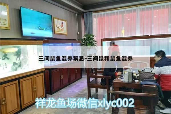 三間鼠魚混養(yǎng)搭配建議：在水族箱中混養(yǎng)三間鼠魚和一些其他魚類時