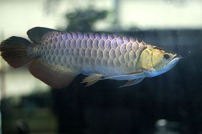 重金屬金龍魚的品種和等級是什么：重金屬金龍魚的品種和等級區分