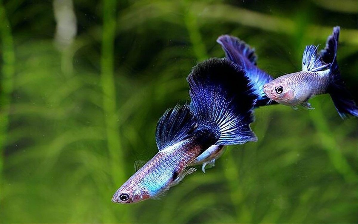 迷你鸚鵡魚會吃孔雀魚嗎