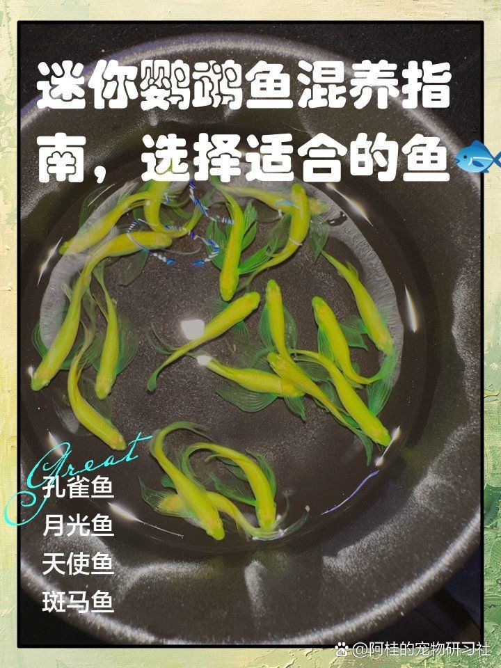 迷你鸚鵡魚會吃孔雀魚嗎