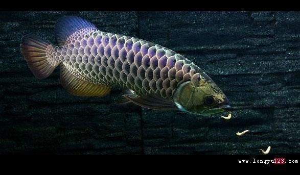 金龍魚是不是淡水魚的一種：金龍魚是一種古老的淡水魚，而不是海水魚，