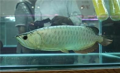 黃化白子銀龍魚多少錢（黃化白子銀龍魚價格）