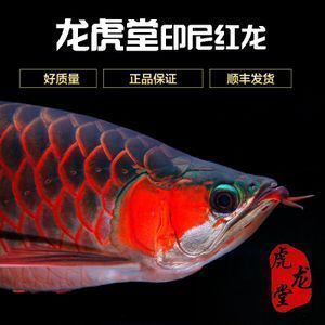 龍魚溫度最高可以承受多少度的溫度，龍魚可以在短期內和長期內和長期內承受的最高溫度是35度