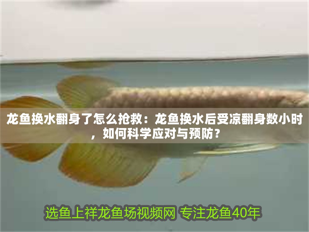 龍魚換水翻身了怎么搶救：龍魚換水后受涼翻身數小時，如何科學應對與預防？