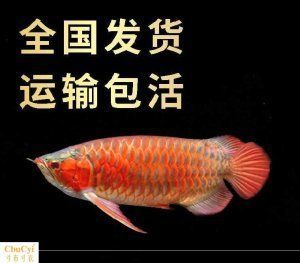 怎么選龍魚幼苗好：怎么挑選龍魚幼苗好