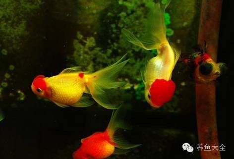 紅龍魚(yú)老水對(duì)健康的影響