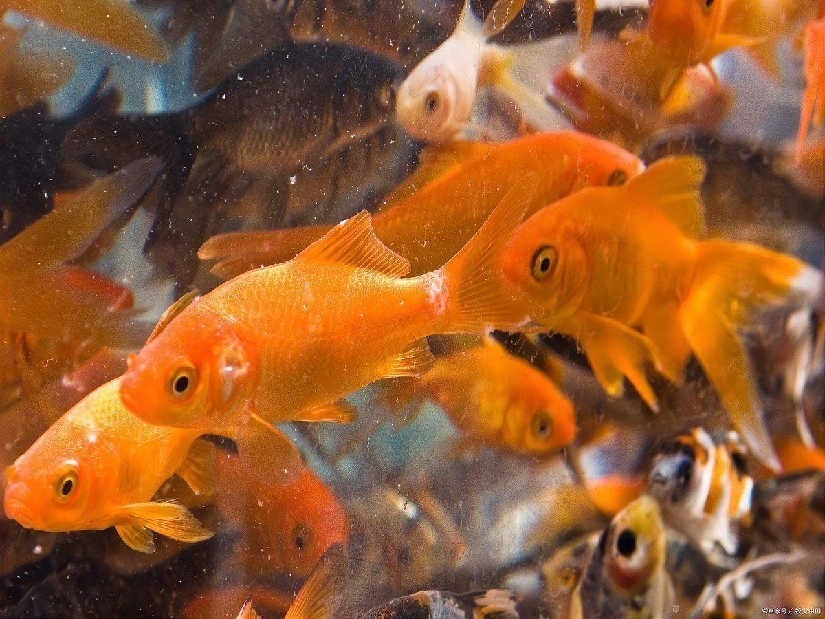 紅龍魚(yú)老水對(duì)健康的影響