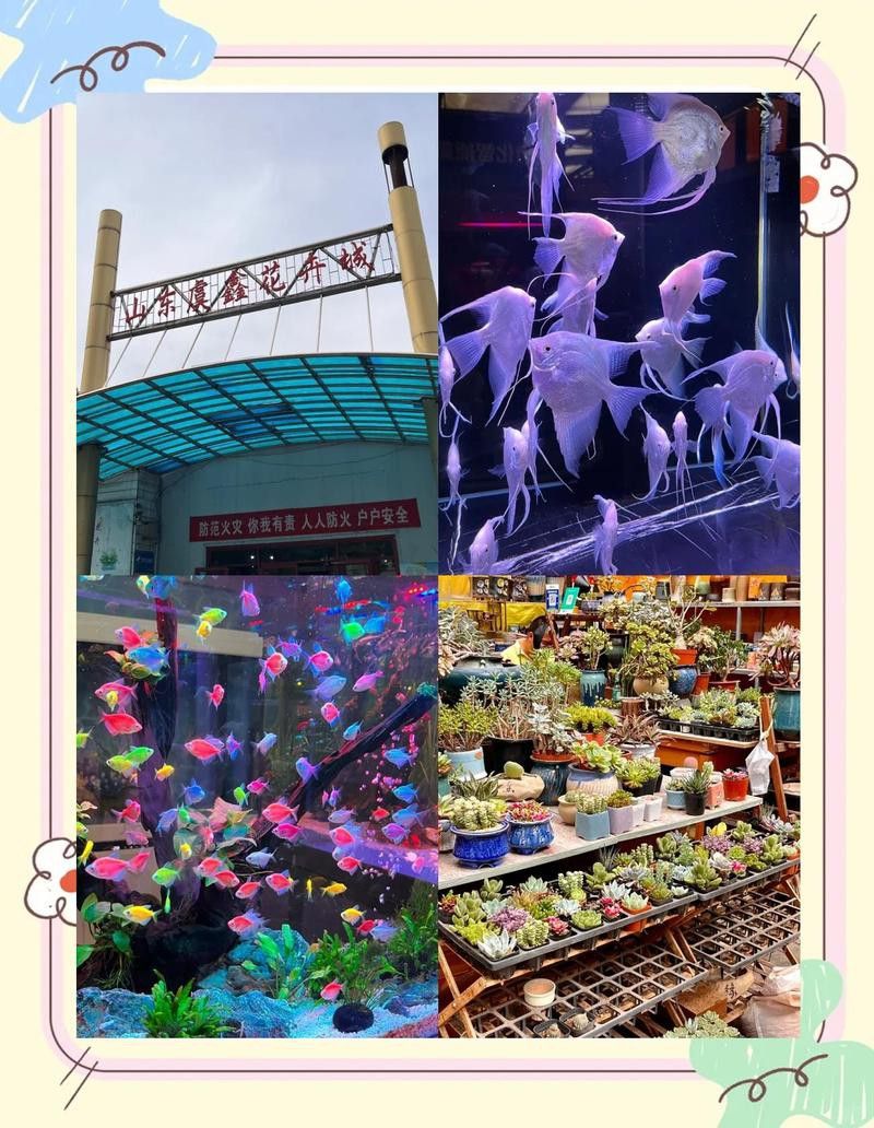 濰坊龍魚專賣店在哪里啊多少錢