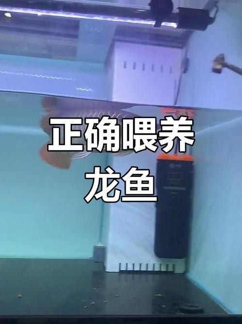 養(yǎng)龍魚溫度在多少最好養(yǎng)