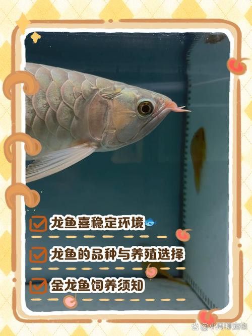 養(yǎng)龍魚溫度在多少最好養(yǎng)