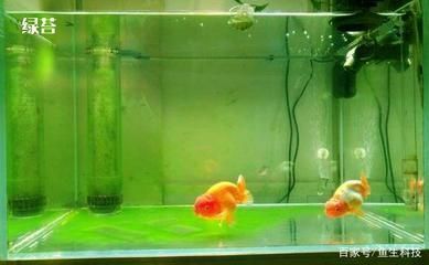 龍魚缸可以養什么魚：龍魚缸混養注意事項